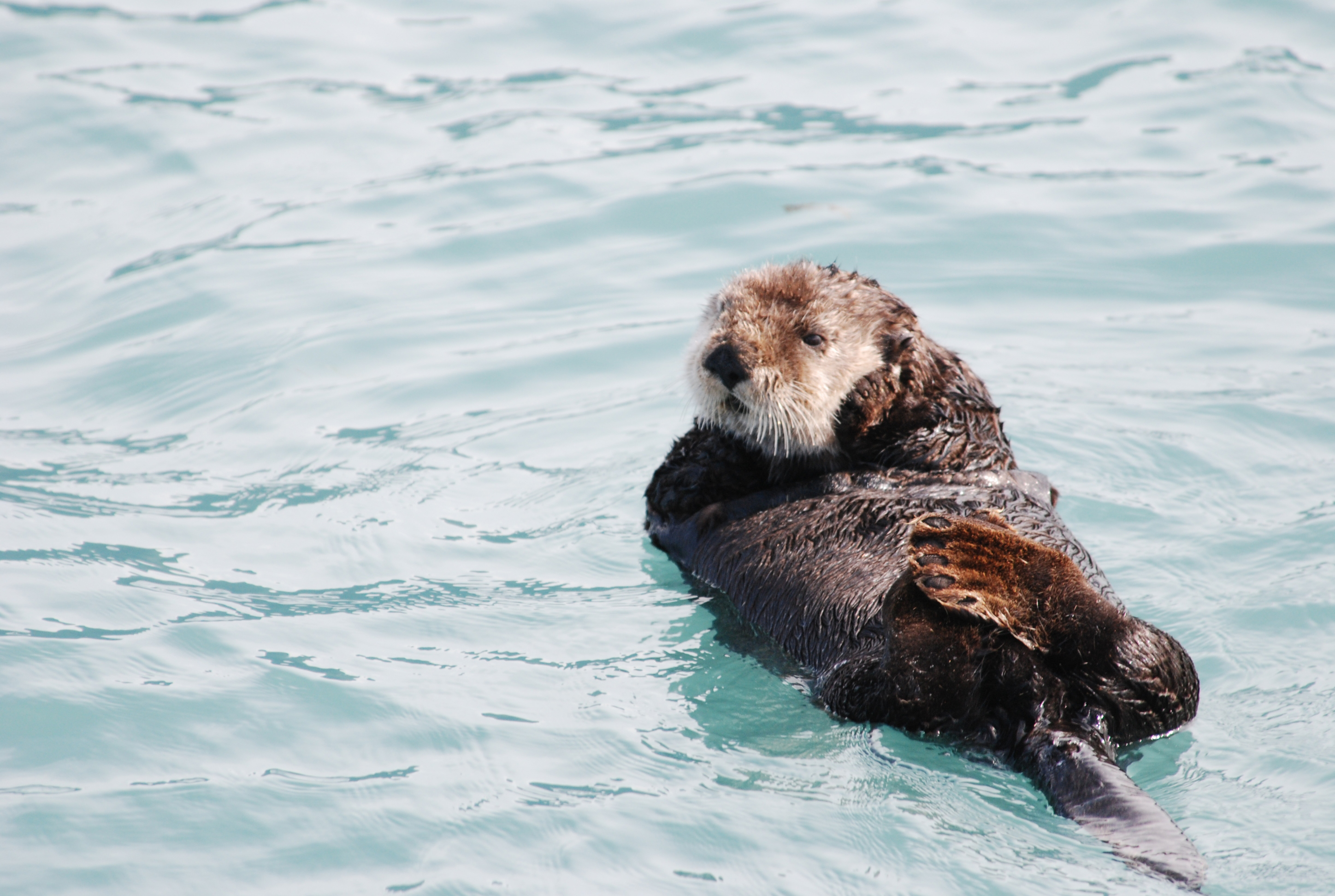 sea-otter-awareness-week-defenders-of-wildlife